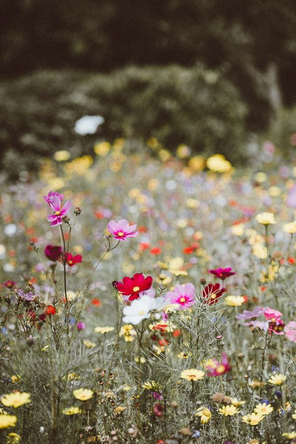 A field of flowers
